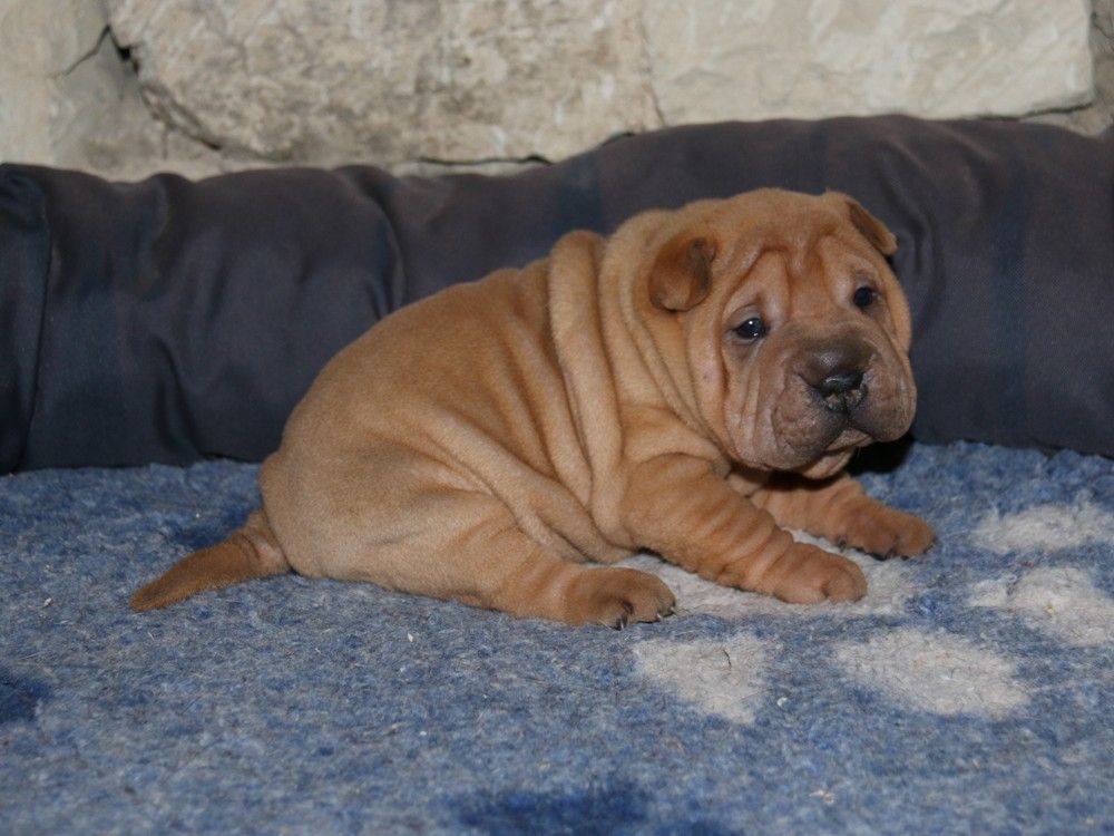 du Bouquet d'Epices - Chiots disponibles - Shar Pei