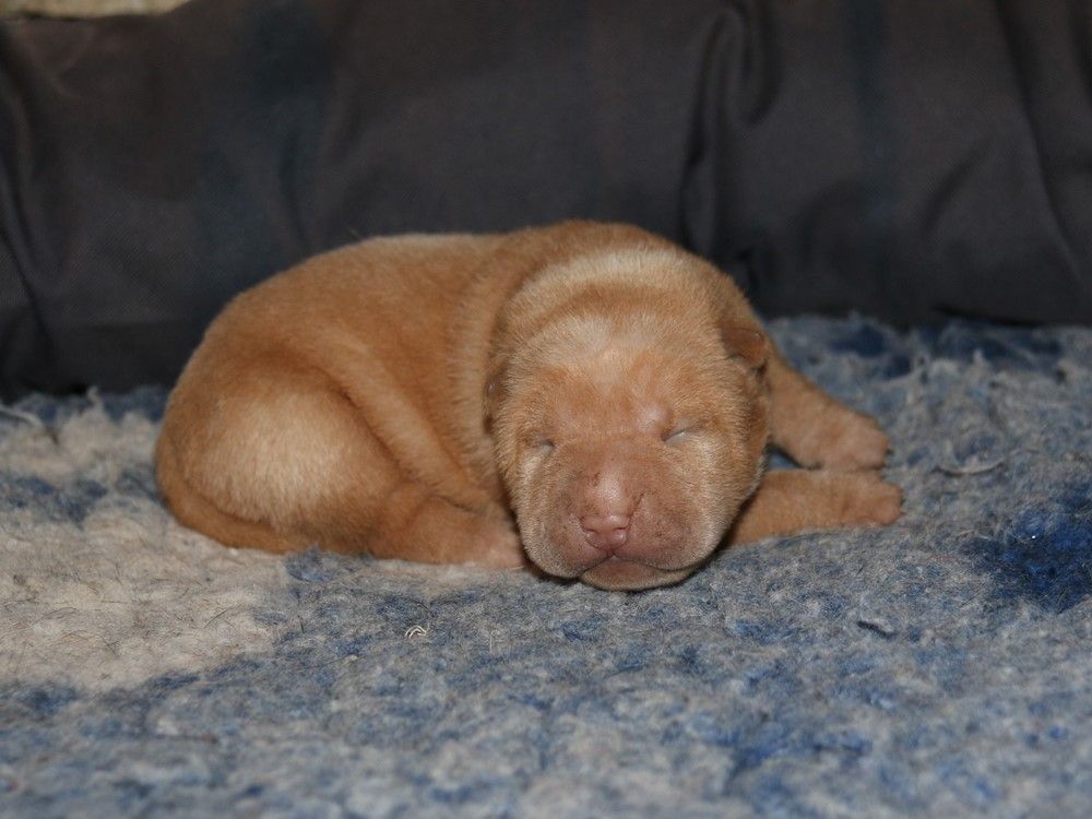 du Bouquet d'Epices - Chiots disponibles - Shar Pei