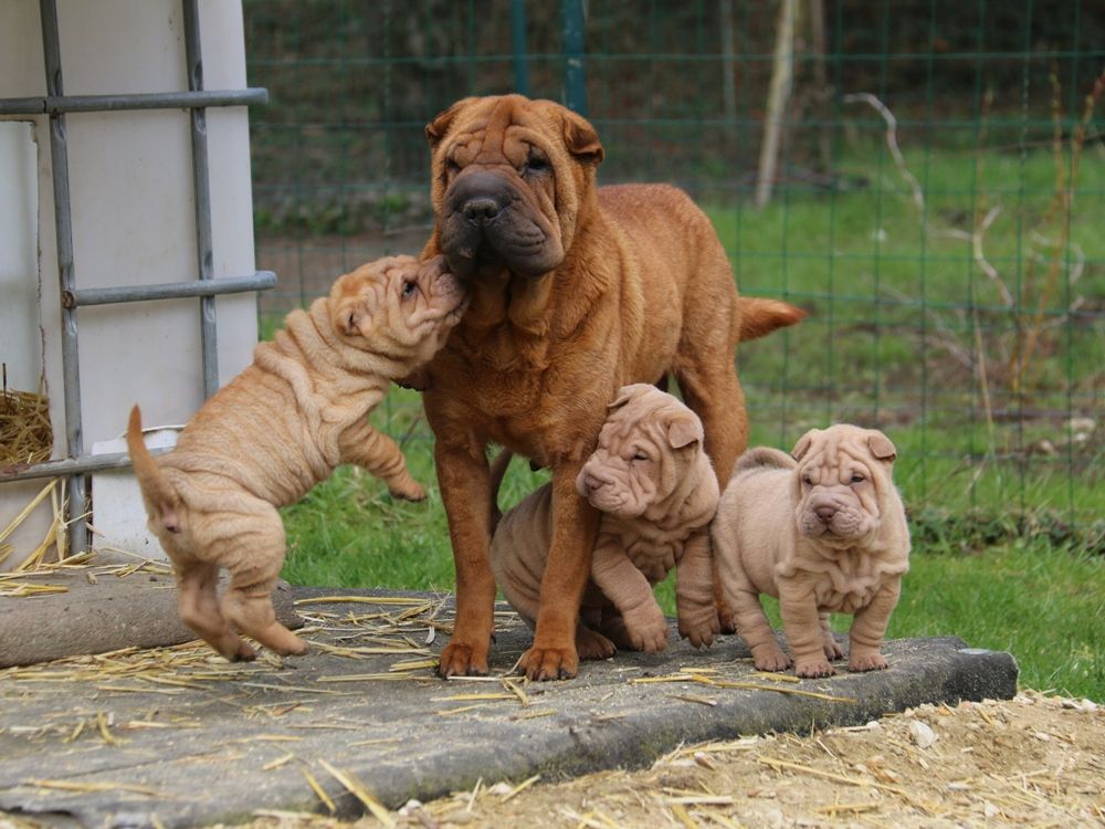 Chiot Shar Pei du Bouquet d'Epices